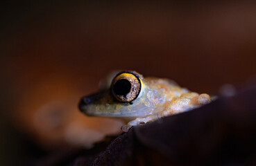 close up of a frog