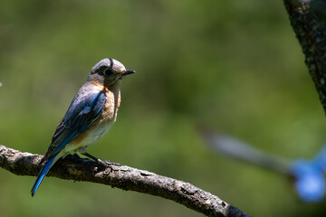Bluebird on a branch