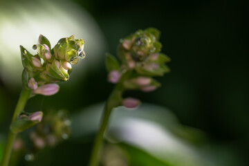 Obraz premium close up of a flower