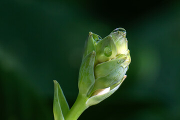 close up of a green leaf