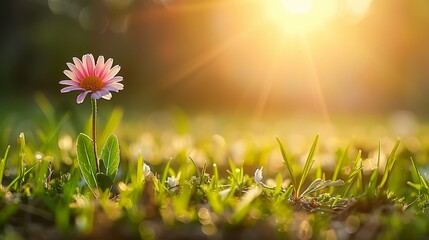  A solitary pink bloom sits in a sea of green grass Sun rays filter through the background trees