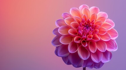Fototapeta premium A pink flower in focus against a blend of purple and pink backdrop Blurred center showcases the flower's essence