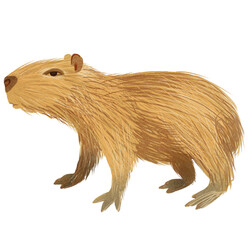 realistic drawing capybara rodent isolated