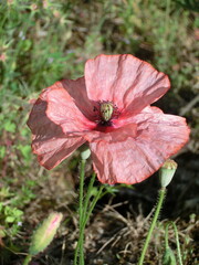 coquelicot rose