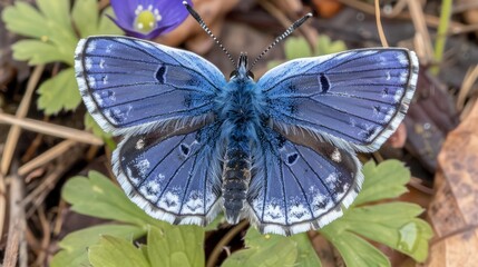  A blue-and-white butterfly sits on a green leafy ground Nearby, a purple flower blooms, and...