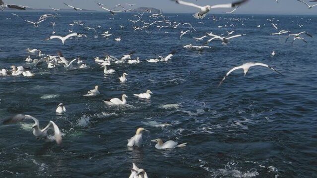 Gannets (Morus bassanus) diving for fish thrown from a boat in the Firth of Forth, Scotland.  Slow motion.