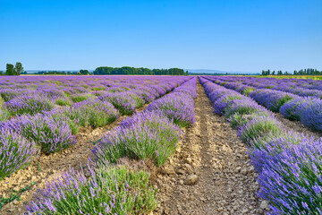 Fototapeta premium Lavender fields in Provence in southern France