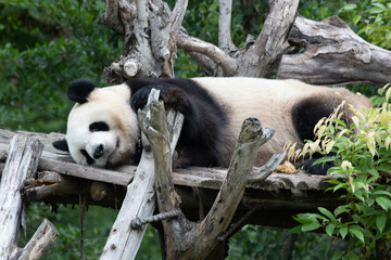 Funny pose of Sleeping Panda on the wood structure, Chengdu Panda Base, China