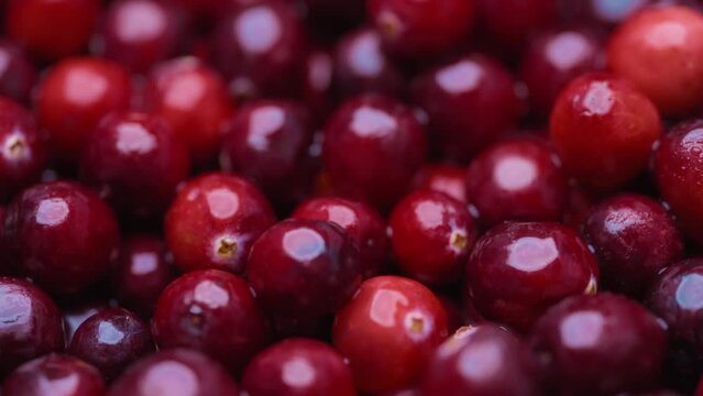 Macro shot of red cranberries with drops of water. Healthy eating concept. 