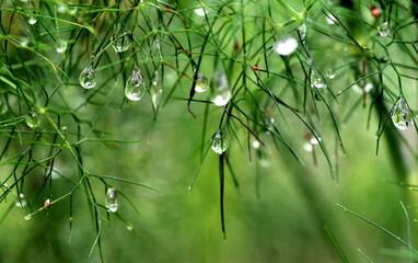 Kleine Wassertropfen an Steckenkraut