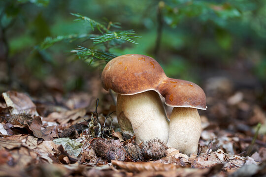Boletus reticulatus