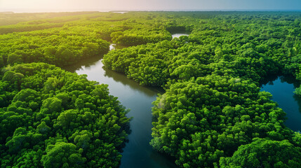 A lush green forest with a river running through it