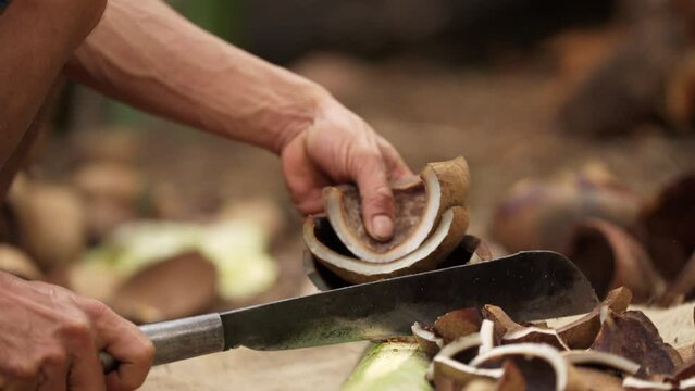 Close-up, farmer hands using machete to cut dried coconut meat or copra, traditional processing