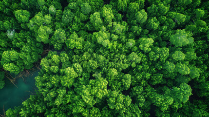 Naklejka premium A lush green forest with trees of various sizes