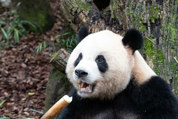 Close up Fluffy Face of Male Panda, Ao Liao, Panda Valley, China
