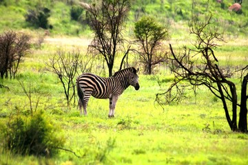 Naklejka premium Zebras in nature 