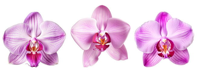 Three pink orchids with white stripes isolated on black background.