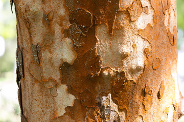 Different shades of yellow and orange spotted bark of sycamore. Texture of bark Platanus of the...