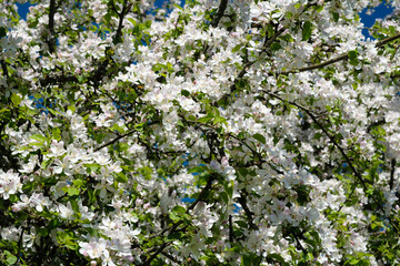 Obraz premium A tree with white flowers is in full bloom. The flowers are small and white, and they are scattered throughout the tree. The leaves are green and lush, and the tree is surrounded by other trees