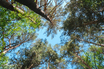 A tree with a blue sky in the background. The sky is clear and the sun is shining brightly