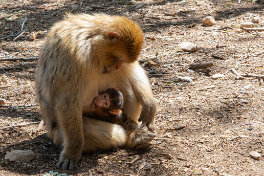 Bertuccia while breastfeeding a puppy
