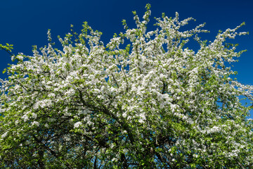 A tree with white flowers is in full bloom. The flowers are small and white, and they are scattered throughout the tree. The leaves are green and lush, and the tree is surrounded by other trees
