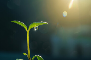 A small green plant with a droplet of water on it - Powered by Adobe