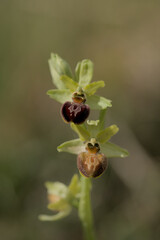 Early Spider Orchid at Samphire Hoe in Kent