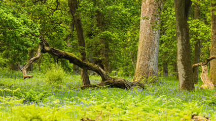  Ferns, oaks and blue flowers