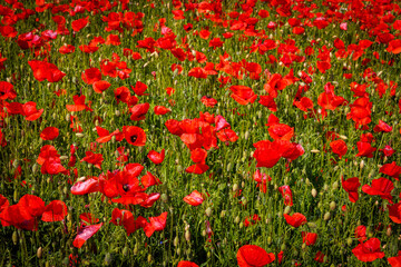 A whole field is full of red blooming poppies