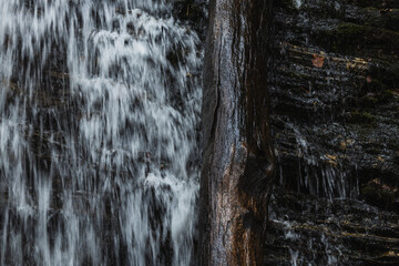 Water dripping down a rock wall and a tree trunk