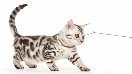 A lively American Shorthair with a classic silver tabby pattern, captured mid-play with an invisible string, isolated on solid white background,