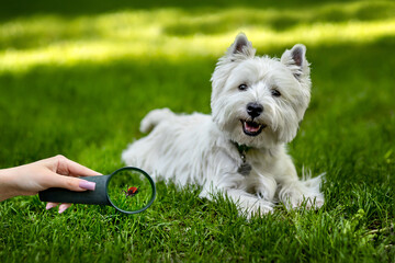 Danger of blood-sucking ticks to animals Concept of tick control.