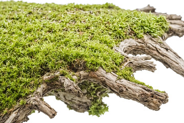 Green moss growing on a gnarled tree branch