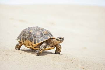 Tortoise walking on sand