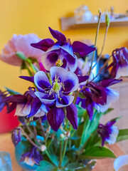 Blooming bright purple flowers Columbine, Aquilegia vulgaris, Orlyk, in spring