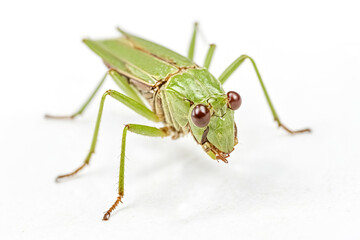 Green Insect with Big Eyes on a White Background