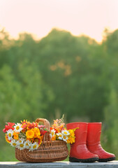 red rubber boots and wicker basket with bright flowers in garden, natural background. summer,...