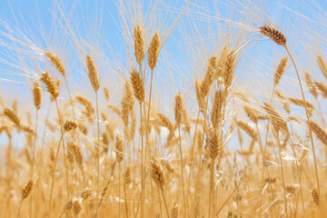 Campo de trigo, espigas de trigo de cerca. Cosecha y recolección. Salida del sol, poca profundidad del campo. Cielo azul.