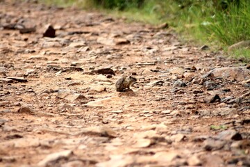 Groun Squirrel camouflaging on the ground
