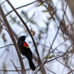 A red-winged blackbird perched on a tree branch