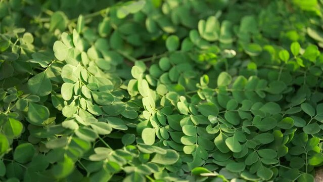 Slow-motion shot of fresh green moringa leaves, moringa oleifera, superfood supplement