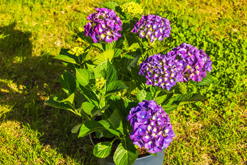 Fototapety na wymiar - Fototapeta24.pl