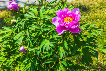 Fototapety na wymiar - Fototapeta24.pl