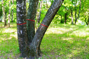 Three birch trees tied with a red satin ribbon in a Slavic ritual