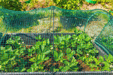 Close-up view of a garden bed with strawberry plants protected by a green net, in a backyard. Sweden.