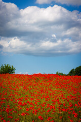 A whole field is full of red blooming poppies