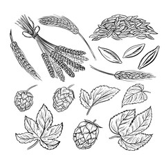 Barley, grain malt and hops. Ingredients for brewing. An illustration with black and white vector graphics. Elements of cliparts for the design of labels, packages, posters about the beer production.