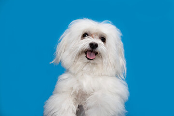 perro feliz