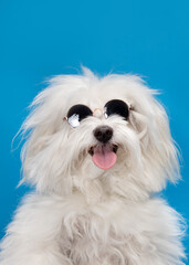 perrito feliz con lentes